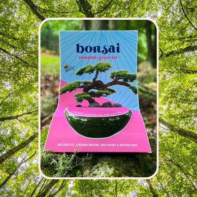 How To Grow Bonsai From Seed (Spruce / Picea Abies)