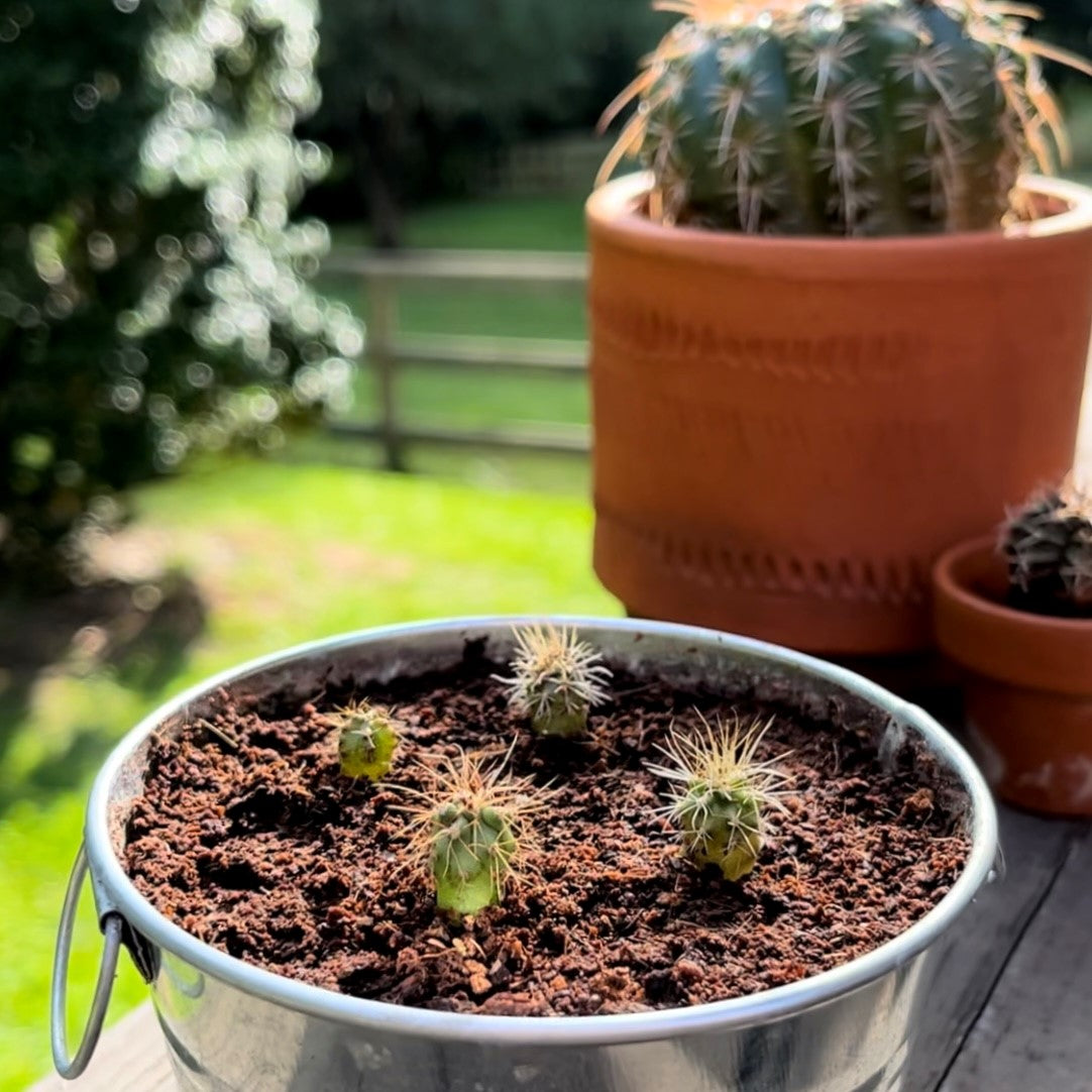 Cactus & Succulent Grow Kit - Homegrown Garden
