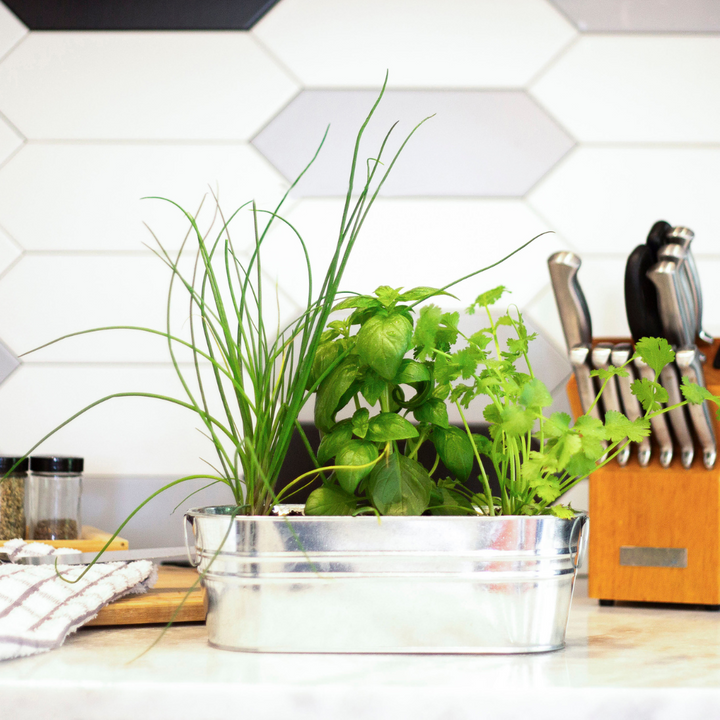 Organic Kitchen Herbs Windowsill Grow Kit | Basil, Cilantro, & Chives