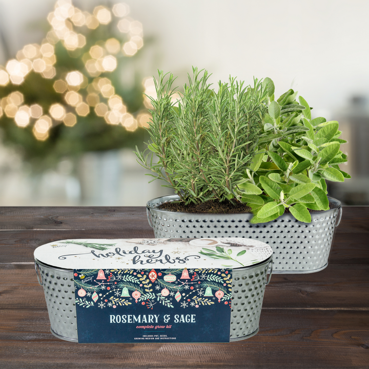Holiday Herb Grow Kit – Rosemary & Sage for Windowsill Gardening