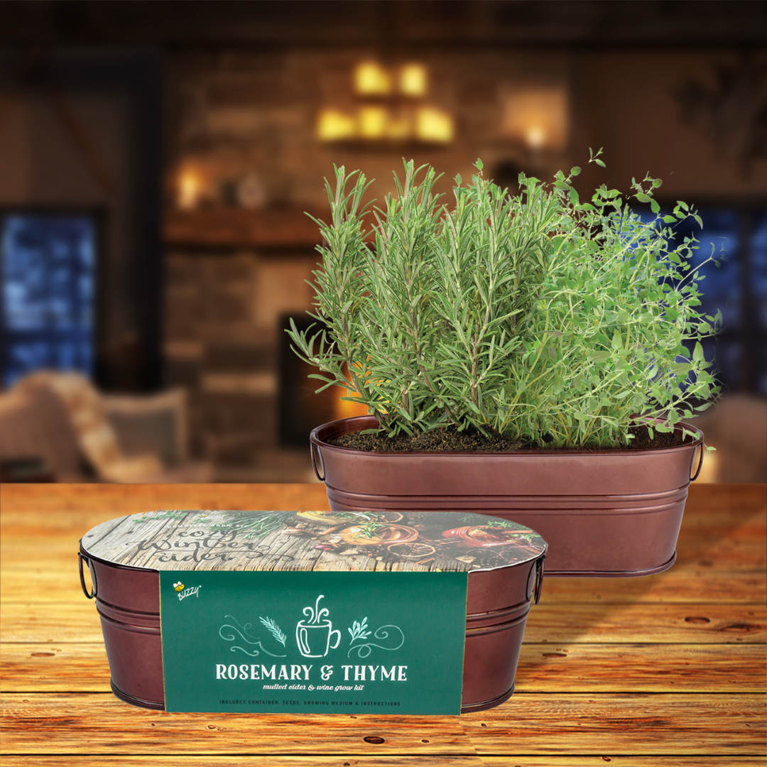 Festive Herb Grow Kit – Rosemary & Thyme for Indoor Windowsill Gardening