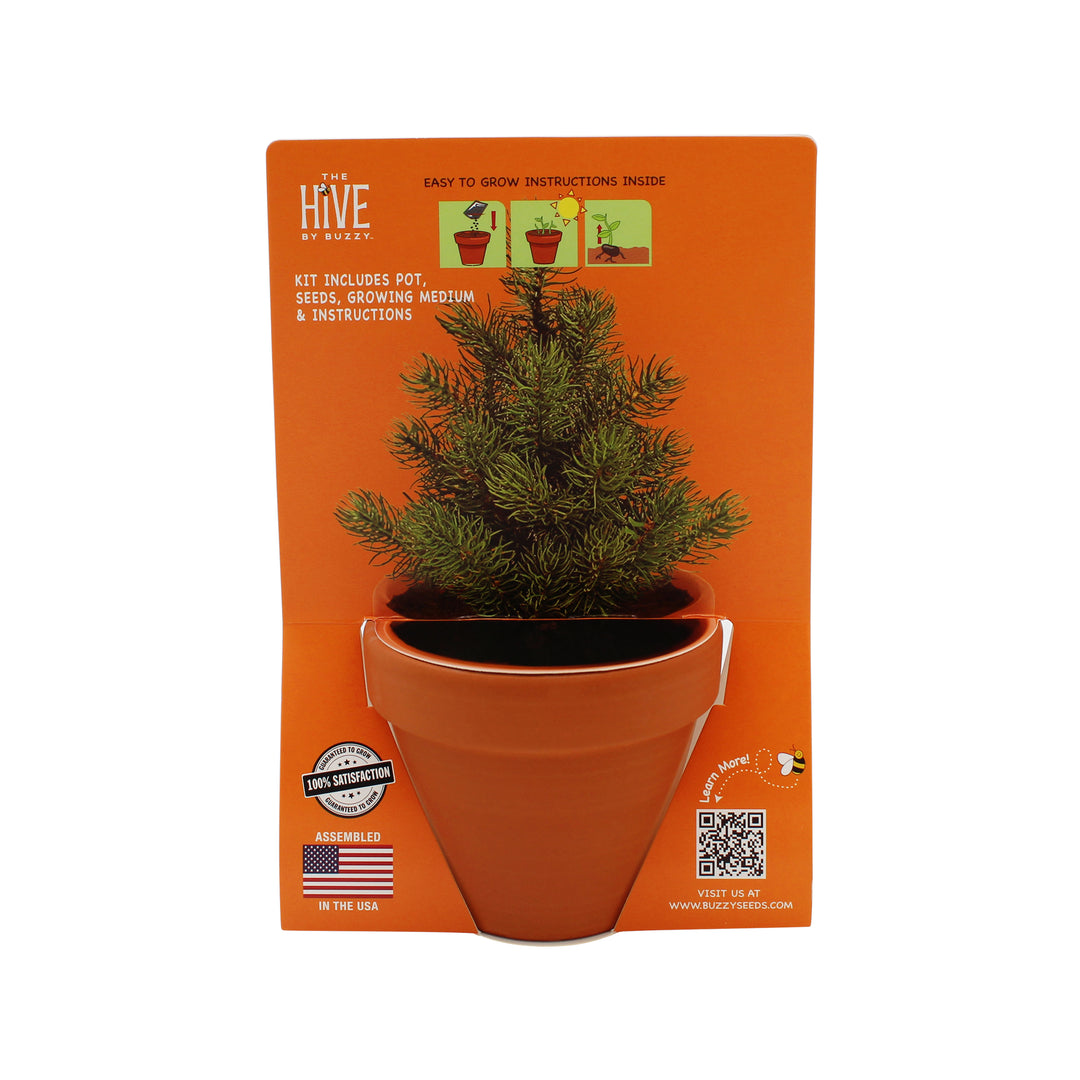 Holiday Santa Terracotta Grow Kit | Spruce 4 pack, Mini Evergreen Trees