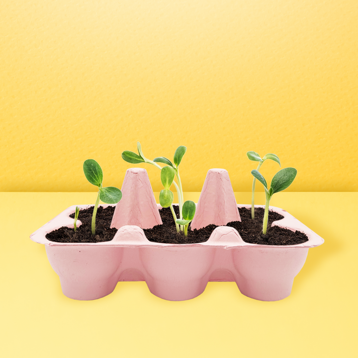 Grow Kit with Sunflower Seeds & Daisy Seeds in Colorful Eco-friendly Egg Cartons | 2 Pack