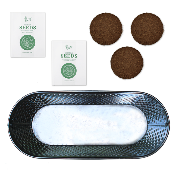 Holiday Herb Grow Kit – Rosemary & Sage for Windowsill Gardening