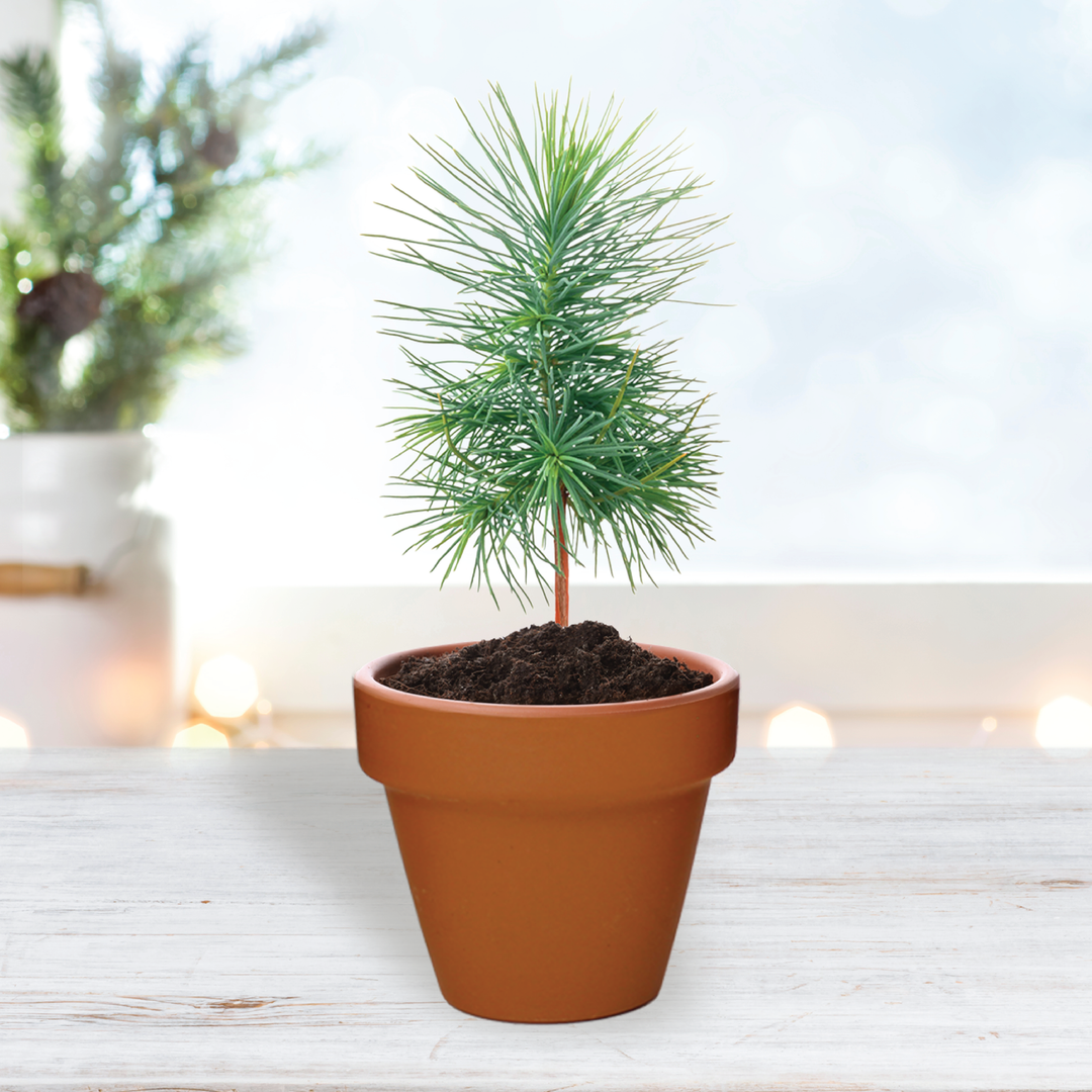 Festive Friends Mini Terracotta Grow Pots | Spruce 12-pack