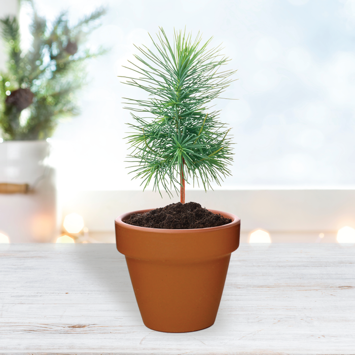 Festive Friends Mini Terracotta Grow Pots | Spruce 12-pack