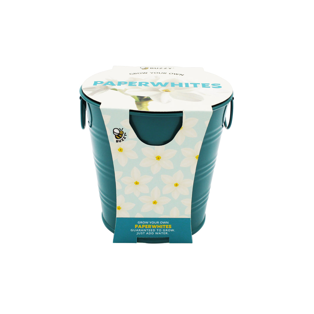 Holiday Paperwhites Grow Kit | Indoor Bulb Starter with Teal Pail