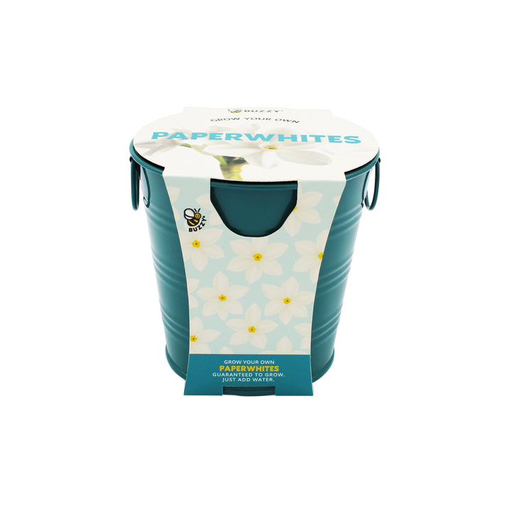 Holiday Paperwhites Grow Kit | Indoor Bulb Starter with Teal Pail