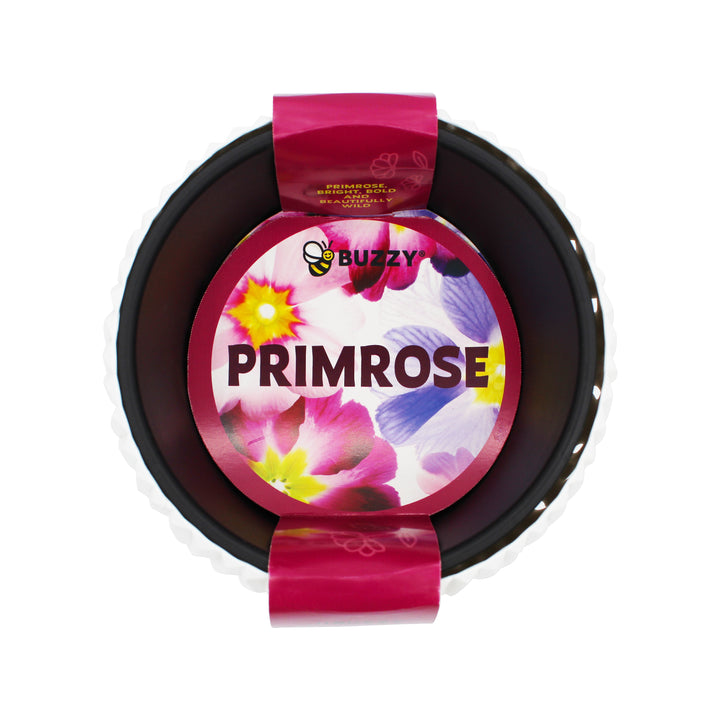 Primrose Flower Grow Kit | Indoor Seed Starter with Decorative White Wavy Pot