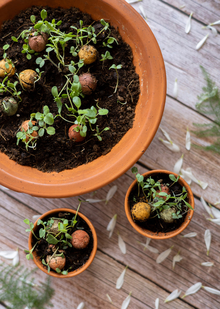 3 terracotta pots with seed balls sprouting