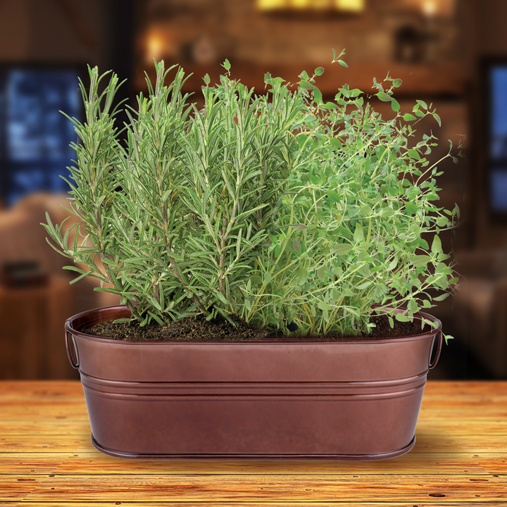 Festive Herb Grow Kit – Rosemary & Thyme for Indoor Windowsill Gardening