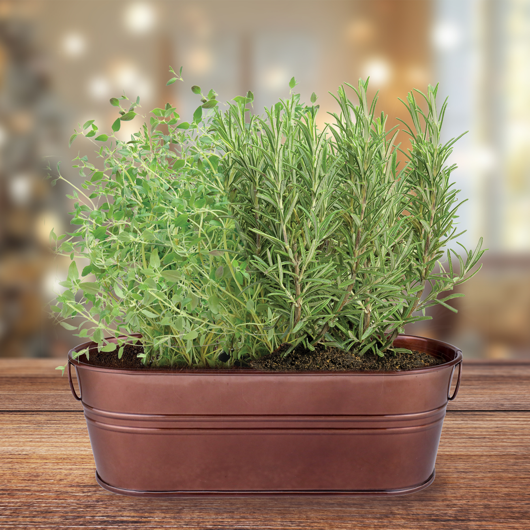 Festive Herb Grow Kit – Rosemary & Thyme for Indoor Windowsill Gardening