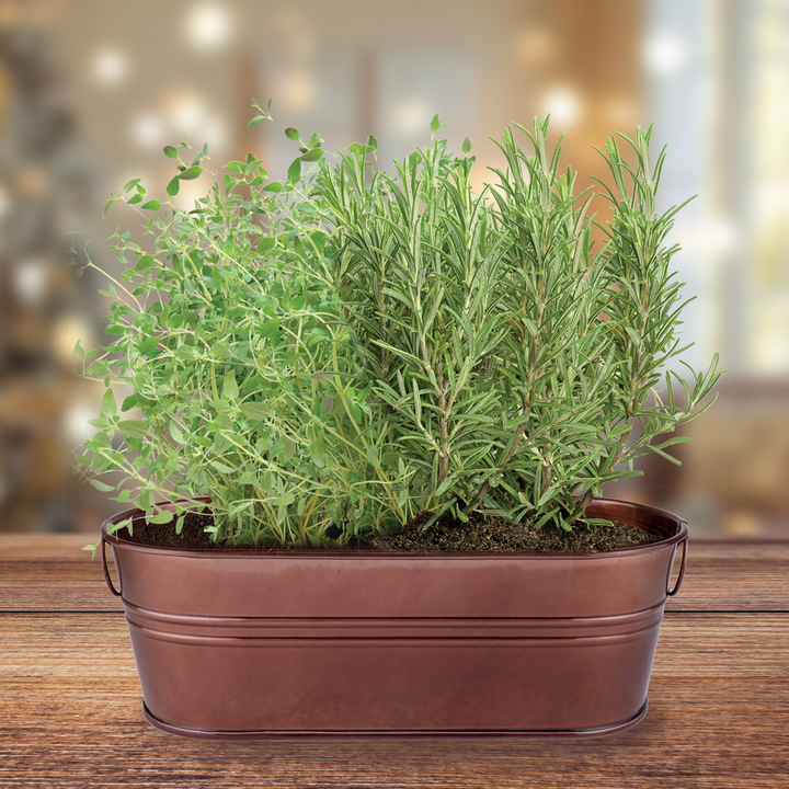 Festive Herb Grow Kit – Rosemary & Thyme for Indoor Windowsill Gardening