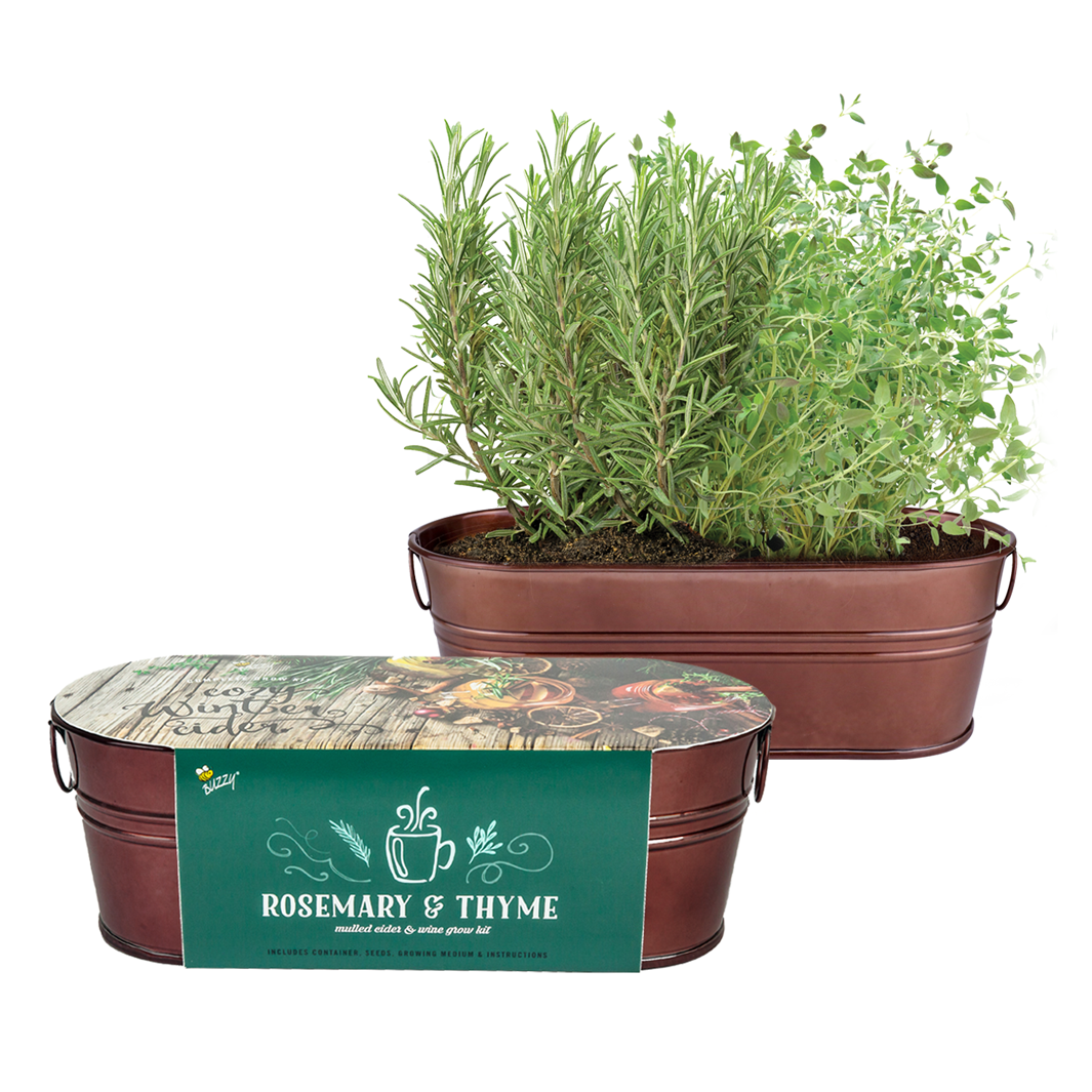 Festive Herb Grow Kit – Rosemary & Thyme for Indoor Windowsill Gardening