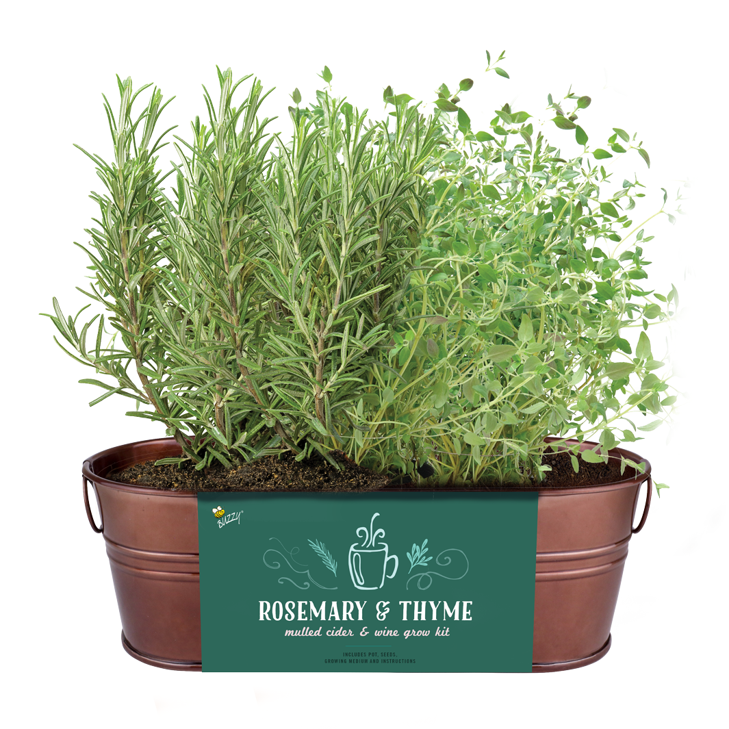 Festive Herb Grow Kit – Rosemary & Thyme for Indoor Windowsill Gardening