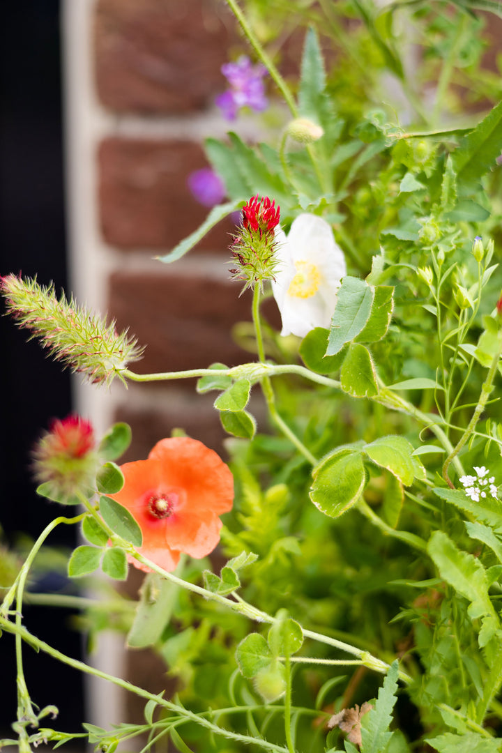 Wildflower Seed Balls Happy Holidays Mini Gift Box | Christmas Present, Gardening Gift