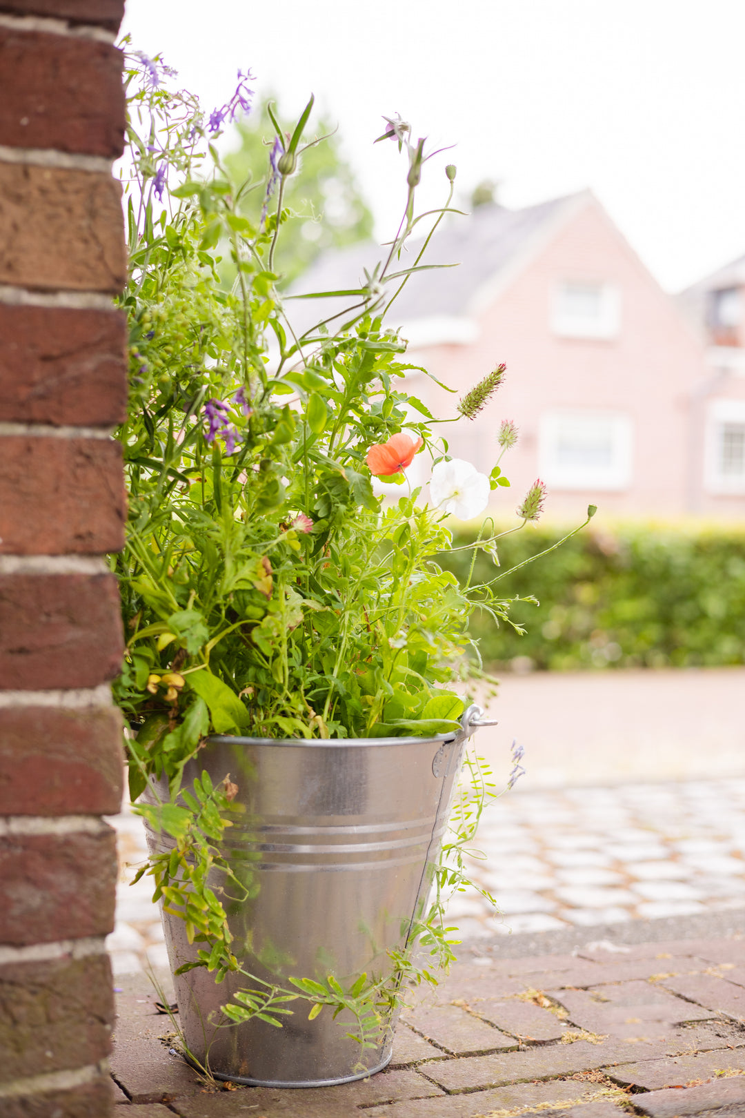 Wildflower planter depicting what the seed balls might look like when grown.