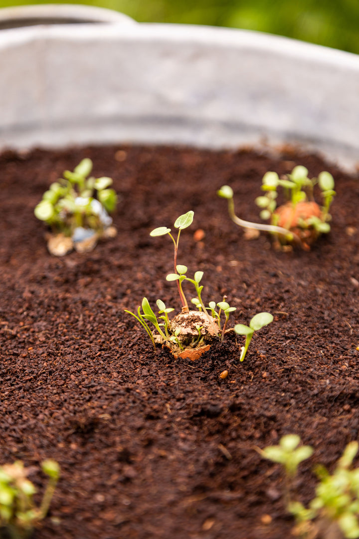 Wildflower Seed Balls Happy Holidays Mini Gift Box | Christmas Present, Gardening Gift