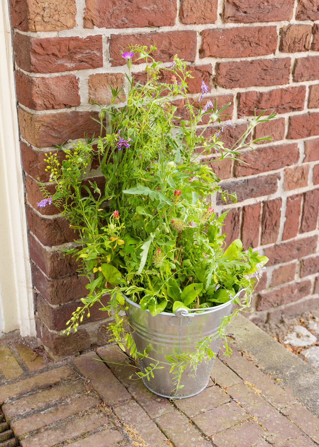 Merry Christmas & Happy New Year Wildflower Seed Balls Mini Gift Box for Garden Lovers