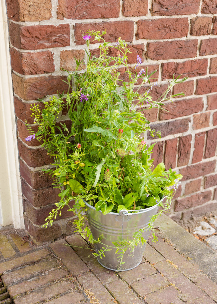 Merry Christmas & Happy New Year Wildflower Seed Balls Mini Gift Box for Garden Lovers