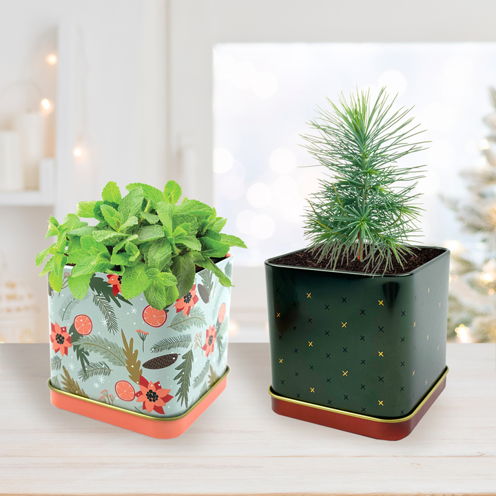 Festive Spruce & Mint Grow Kit | 2 Decorative Tins