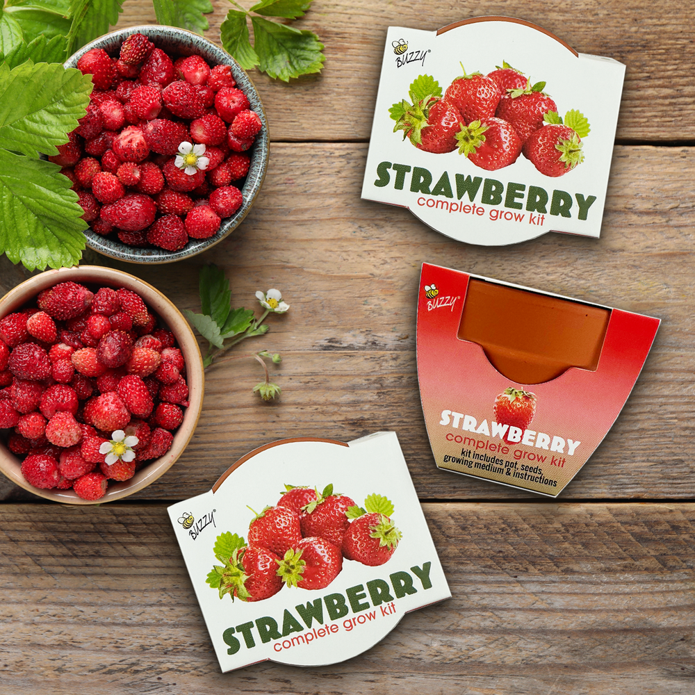Buzzy Seeds mini terracotta grow pots - strawberry - great gifting item for favors.