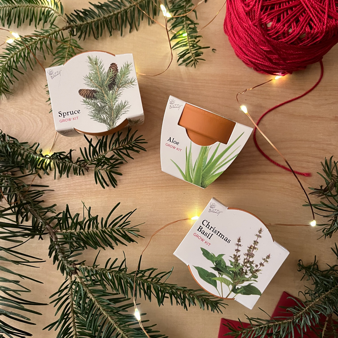 Radiant Mini Terracotta Grow Kit | Assorted 12-Pack Holiday Party Favor