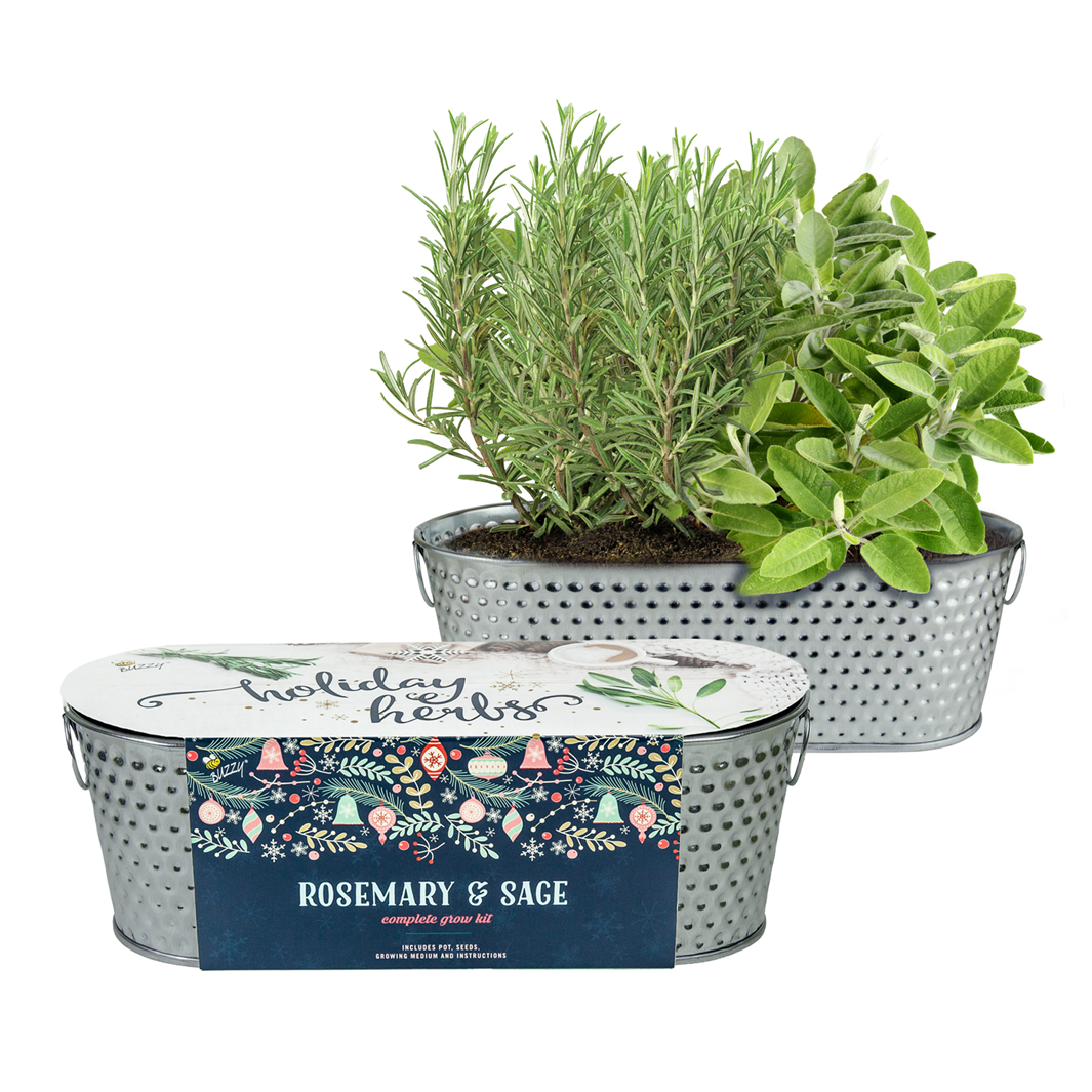 Holiday Herb Grow Kit – Rosemary & Sage for Windowsill Gardening