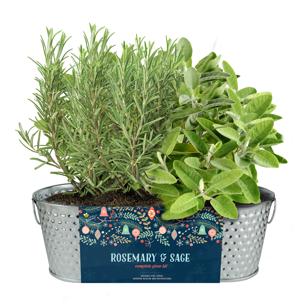 Holiday Herb Grow Kit – Rosemary & Sage for Windowsill Gardening