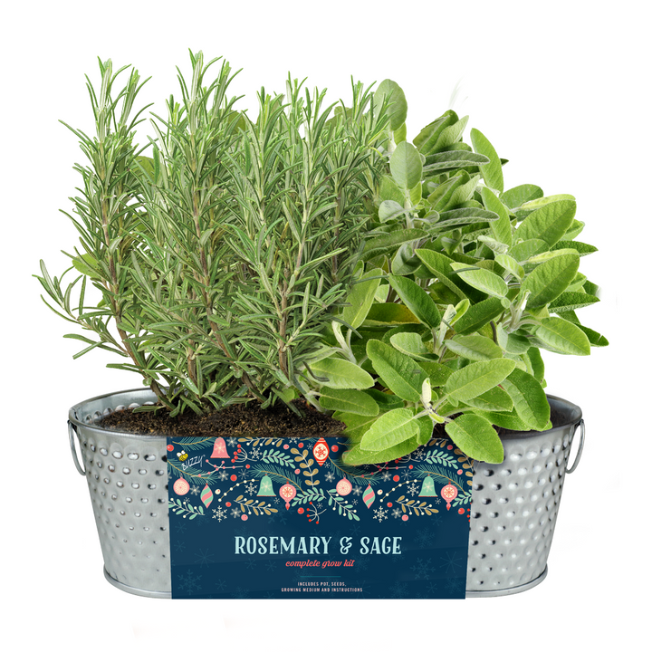 Holiday Herb Grow Kit – Rosemary & Sage for Windowsill Gardening