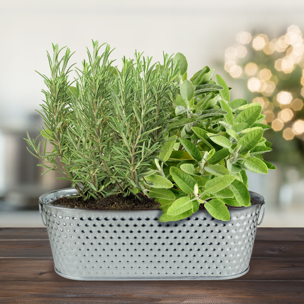 Galvanized Herb Pots Set - Windowsill Planter Kit