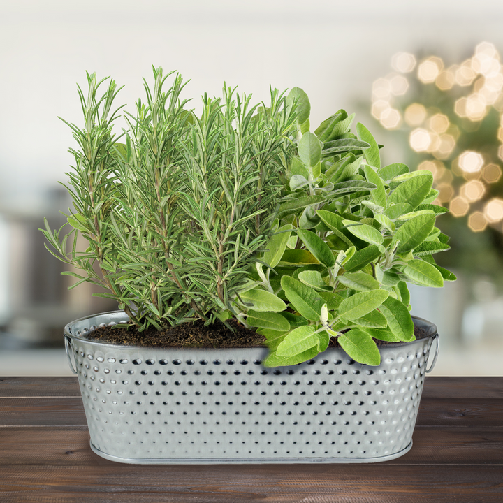Holiday Herb Grow Kit – Rosemary & Sage for Windowsill Gardening