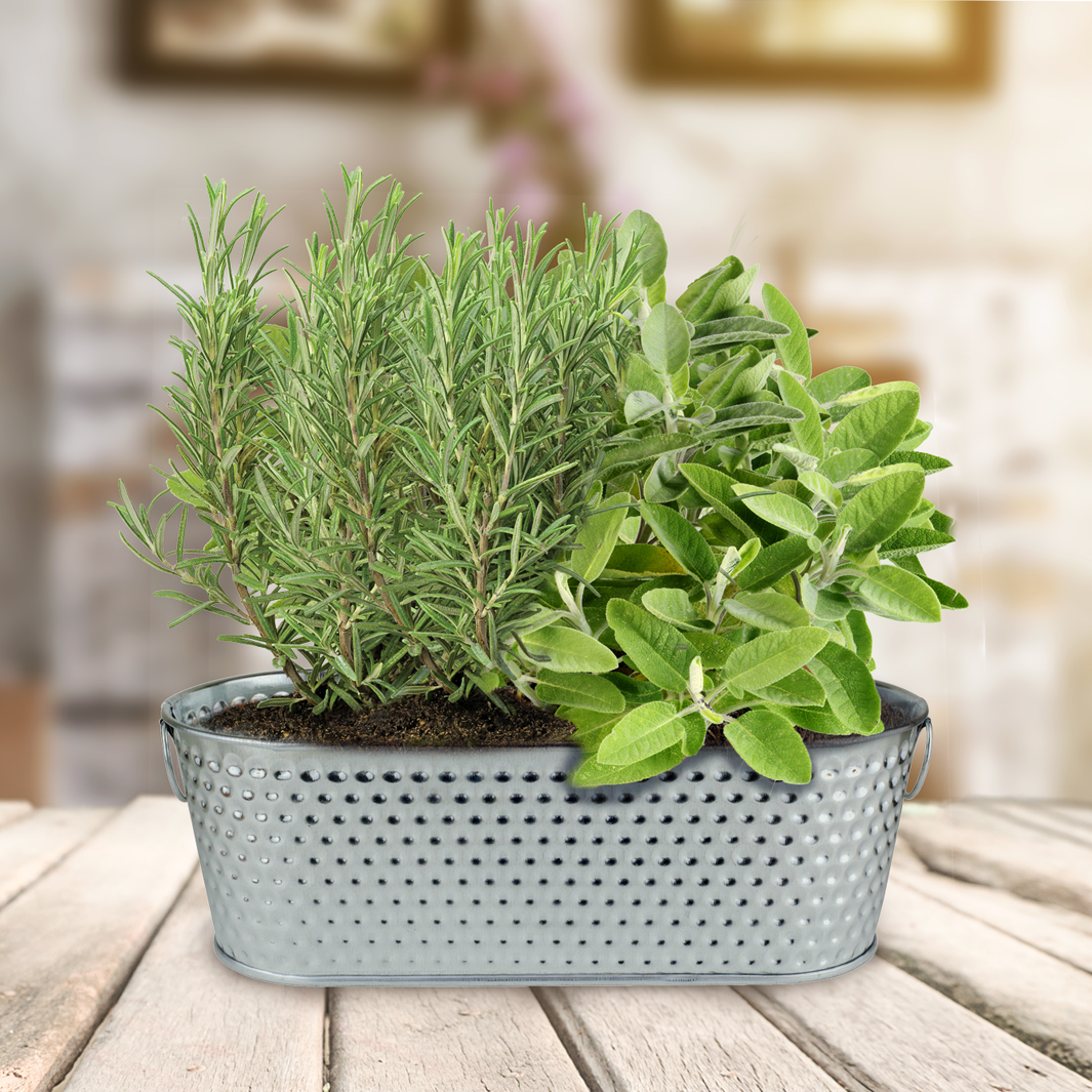 Holiday Herb Grow Kit – Rosemary & Sage for Windowsill Gardening