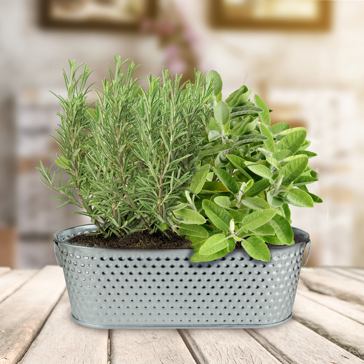 Holiday Herb Grow Kit – Rosemary & Sage for Windowsill Gardening