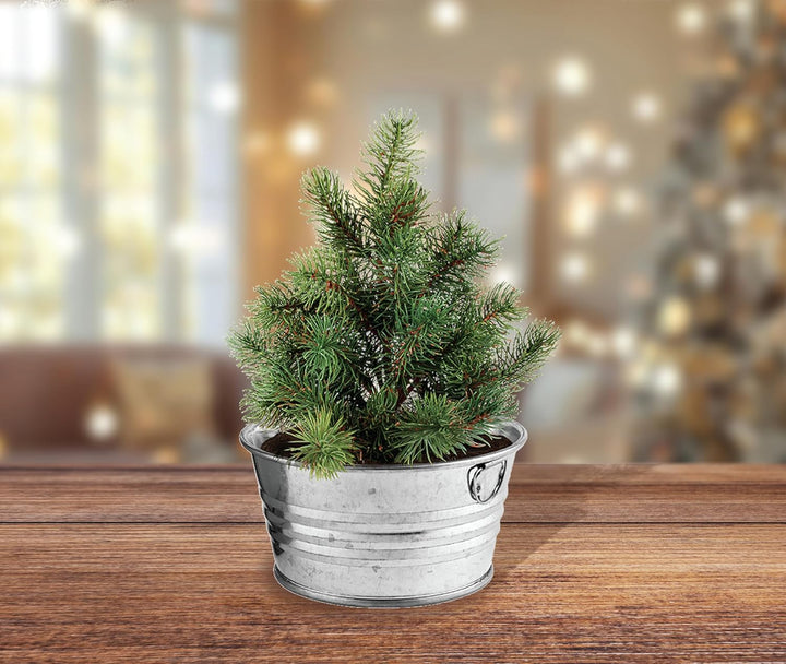 Grow Your Own Christmas Tree Kit | Spruce Seed Starter in White Basin