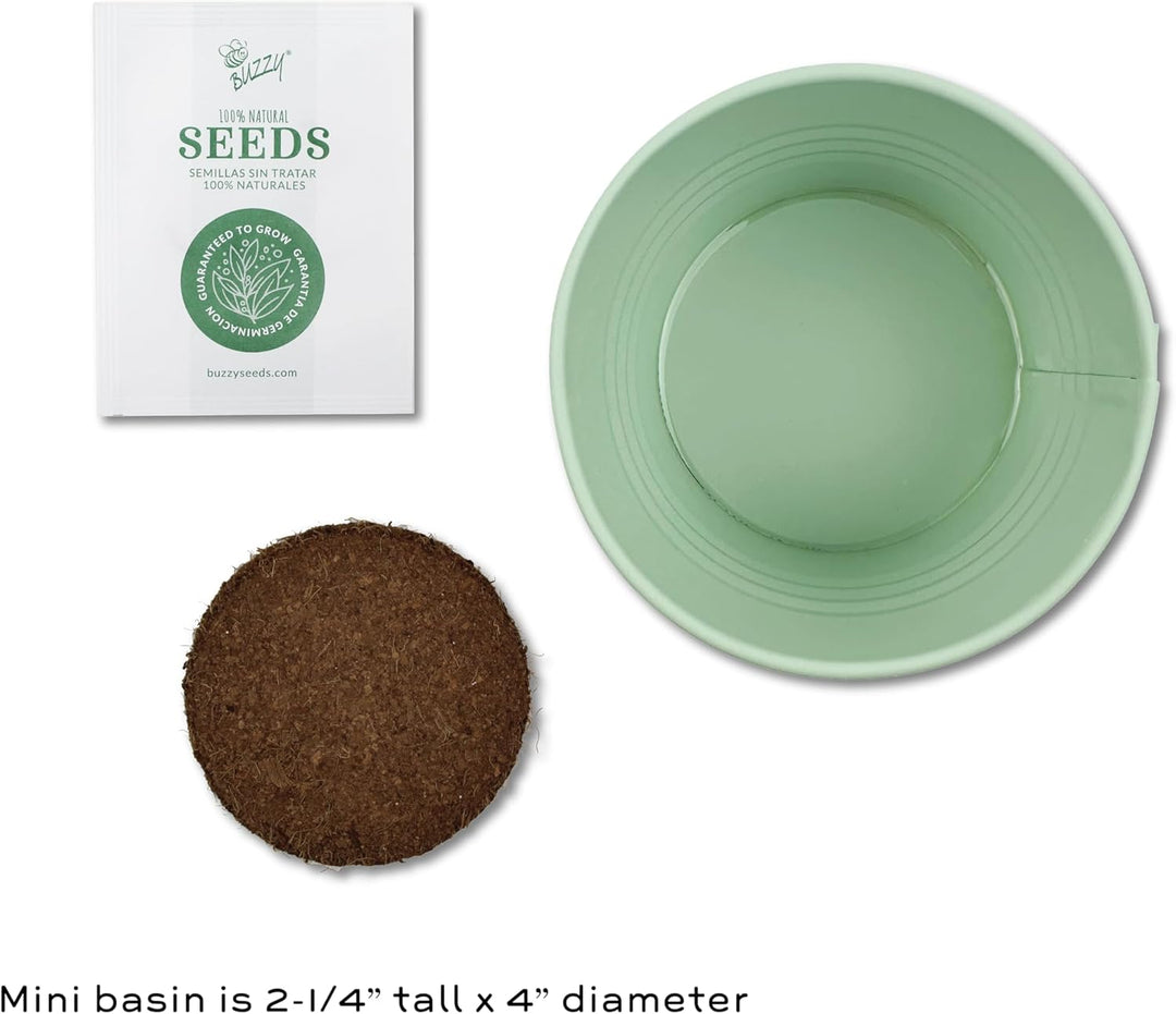 Grow Your Own Christmas Tree Kit | Spruce Seed Starter in White Basin