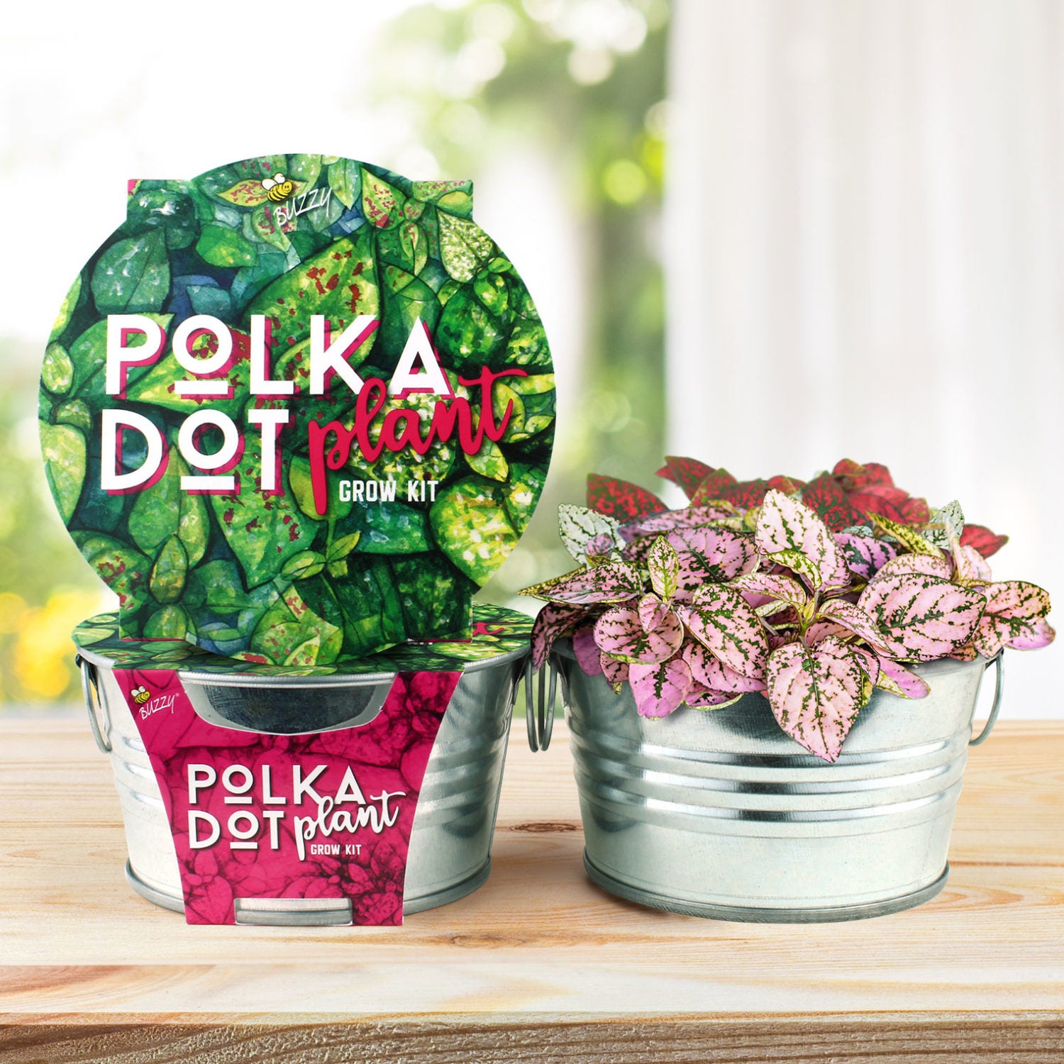 Polka Dot Plant Mini Basin Grow Kit - Buzzy Seeds