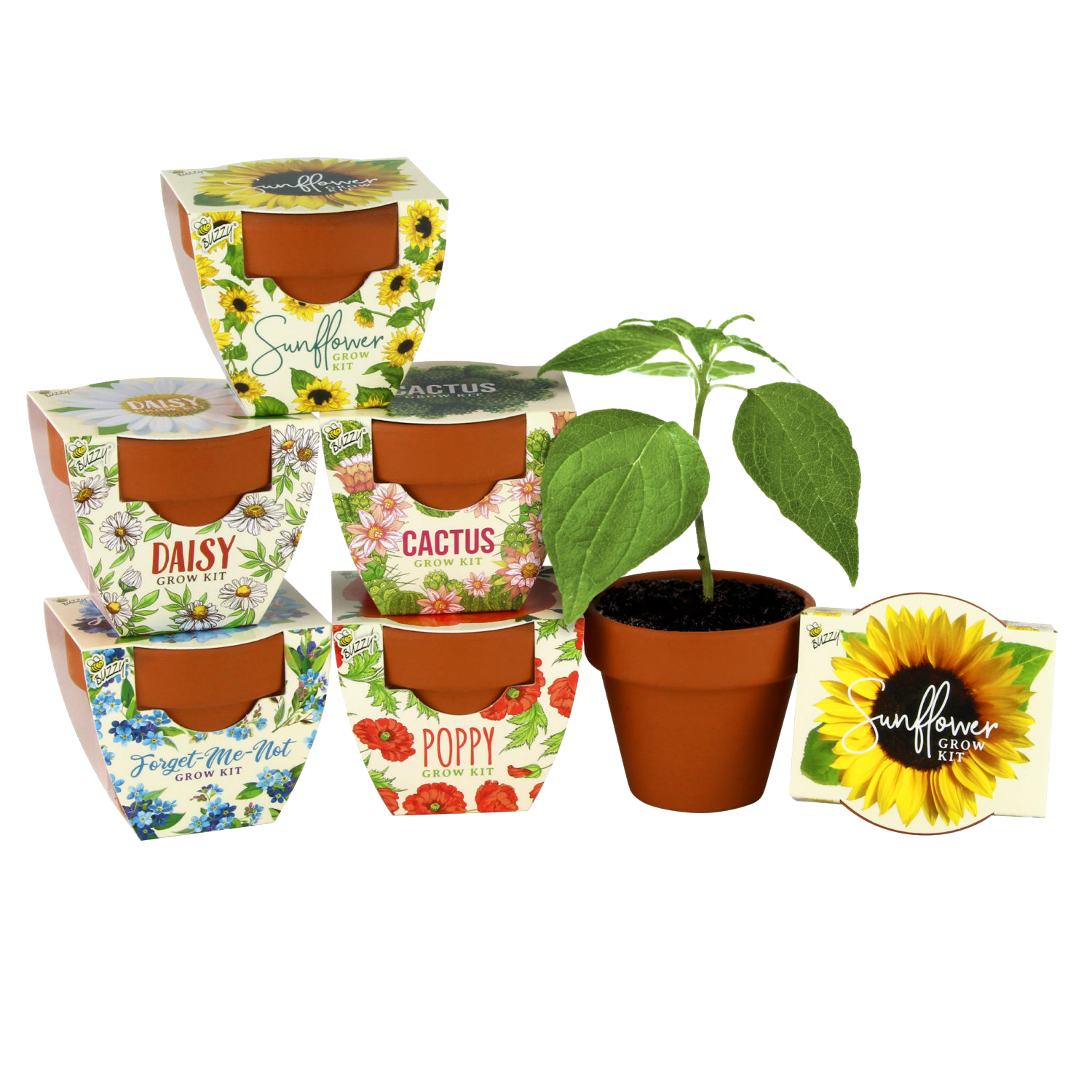 Assorted Mini Terracotta Grow Pot - 6pk - Buzzy Seeds