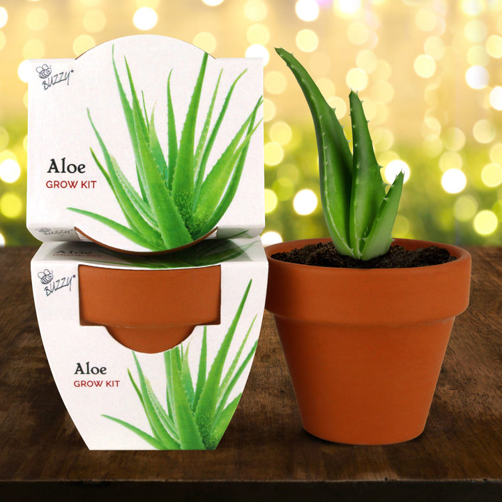 Radiant Mini Terracotta Grow Kit | Assorted 12-Pack Holiday Party Favor