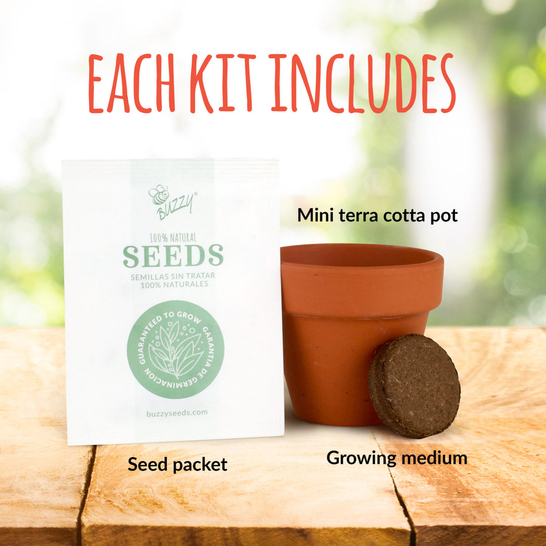 Radiant Mini Terracotta Grow Kit | Assorted 12-Pack Holiday Party Favor
