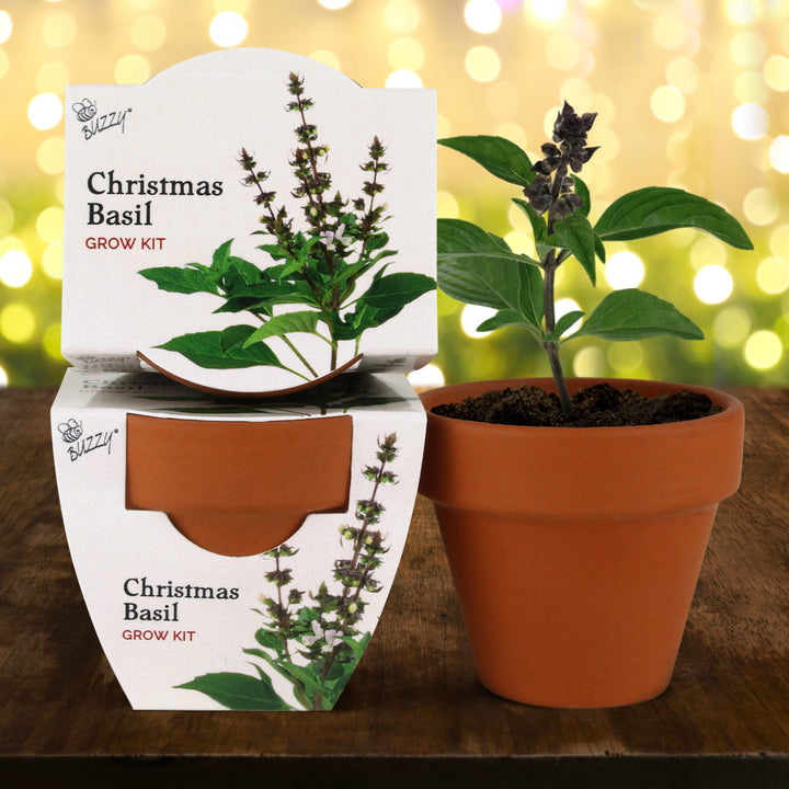 Radiant Mini Terracotta Grow Kit | Assorted 12-Pack Holiday Party Favor