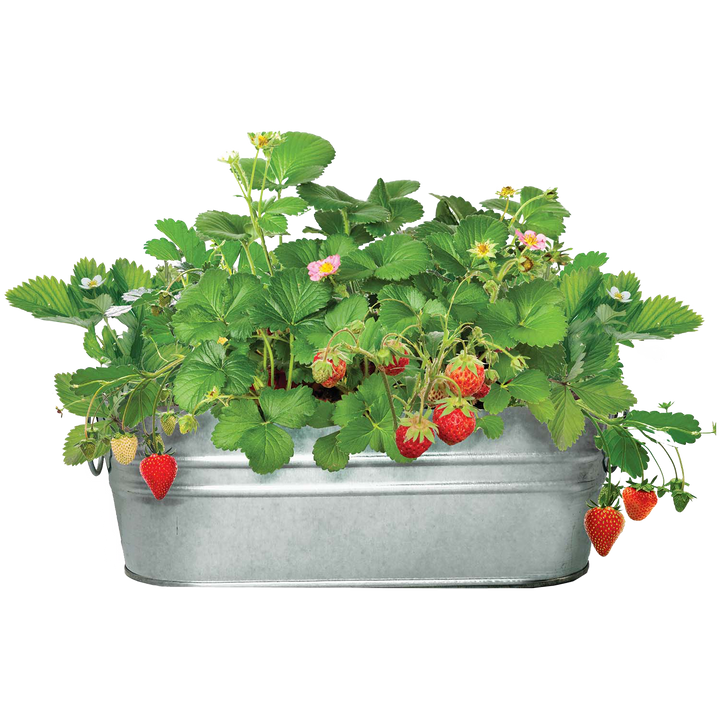Strawberry Garden Windowsill Grow Kit | Alpine Strawberry