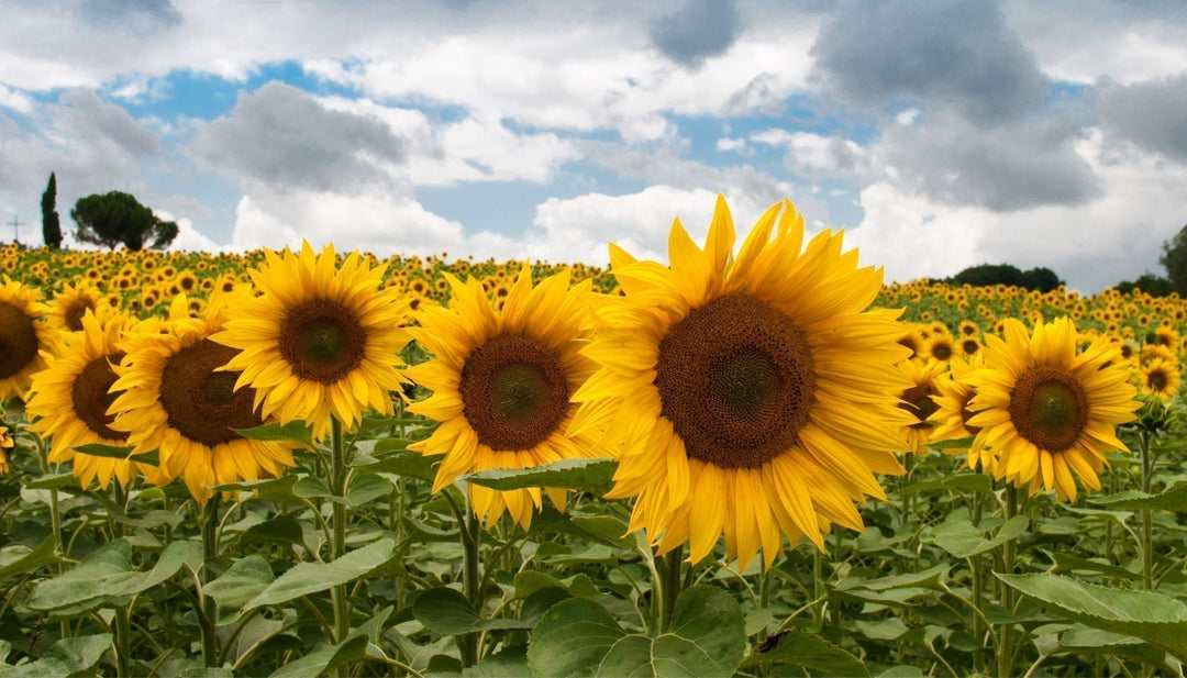 The Buzz About Sunflowers