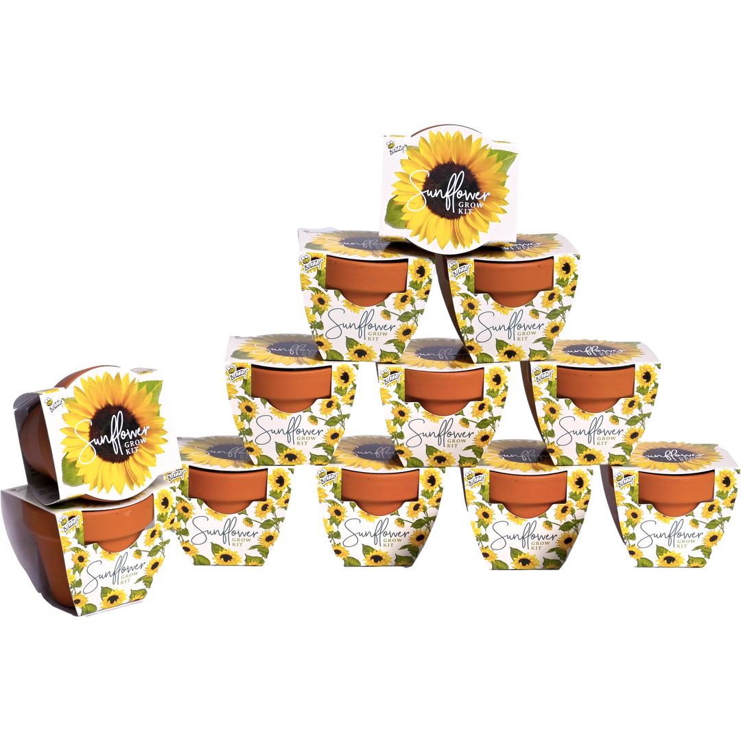 A display of twelve Buzzy grow kits in mini terracotta pots