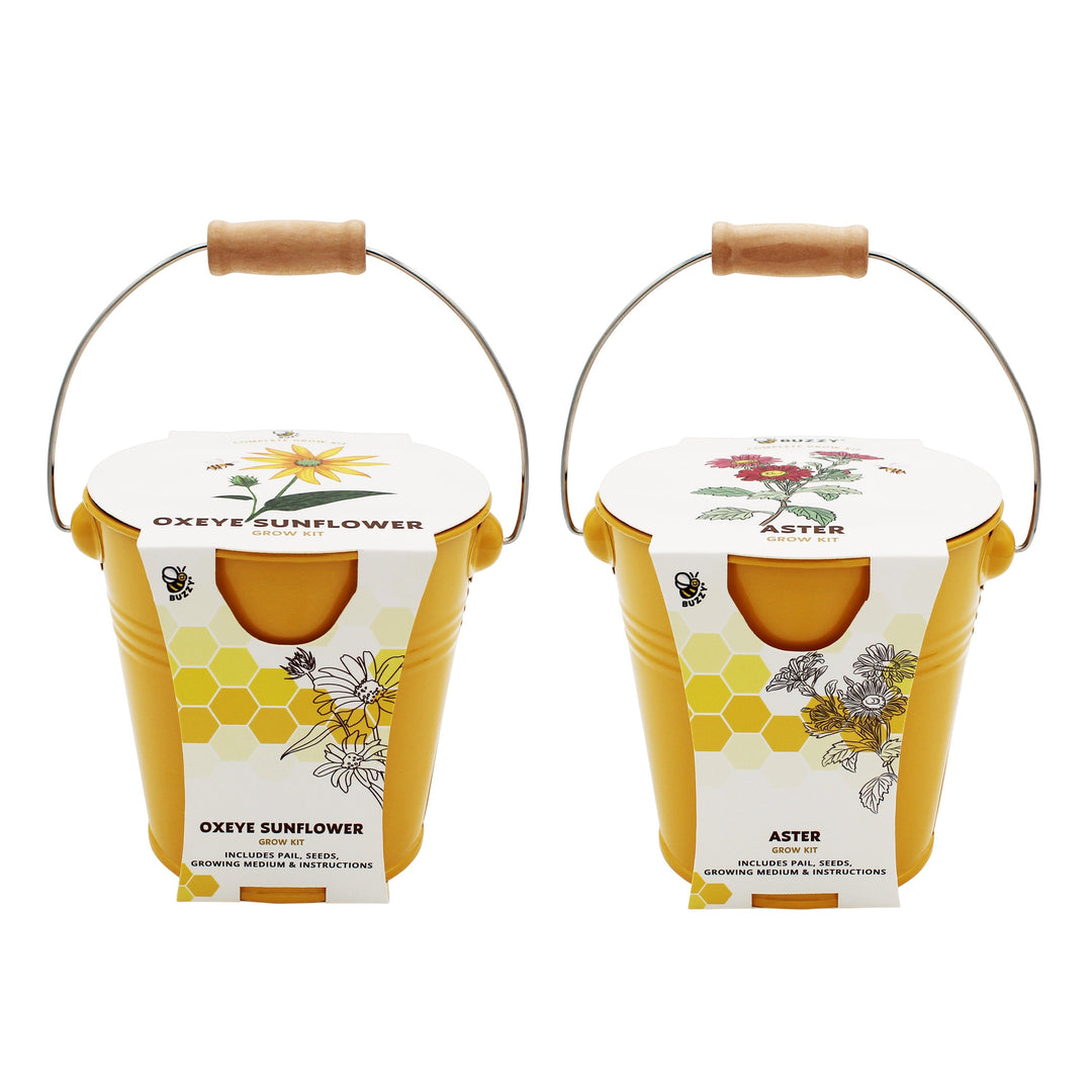 Buzzy Seeds pollinator flower grow kit with aster and oxeye sunflower seeds in two yellow pails
