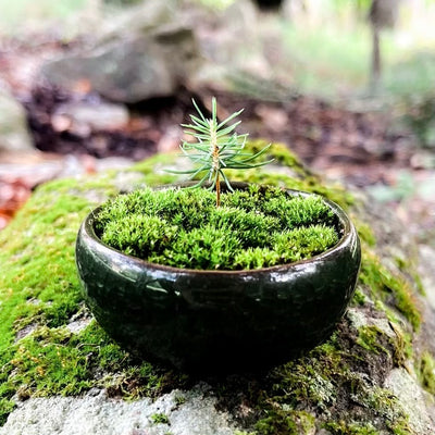 How To Maintain Your Bonsai Tree (Spruce / Picea Abies)