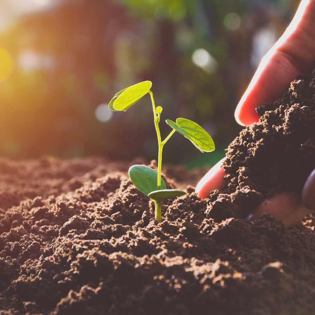 How To Transplant Your Seedlings