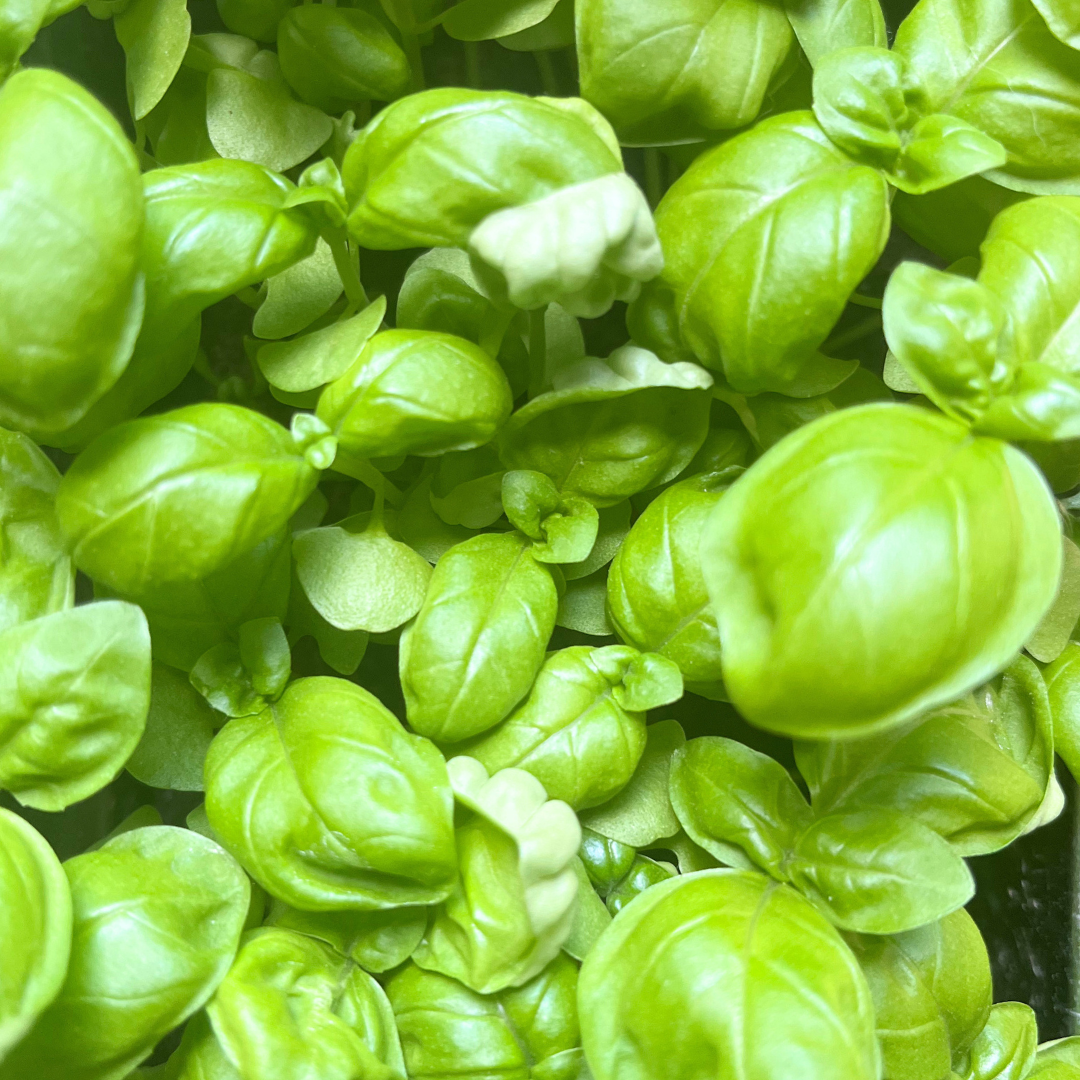 How to Grow Basil from Seed (Step-by-Step for Beginners)