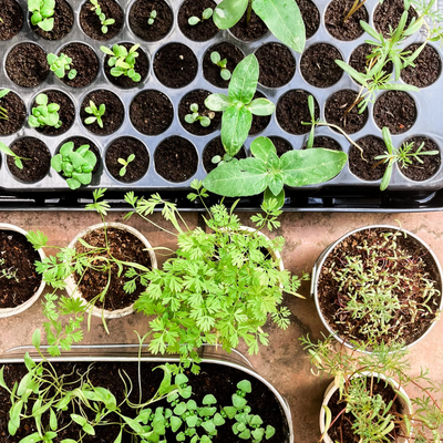 How To 'Harden Off' Your Seedlings