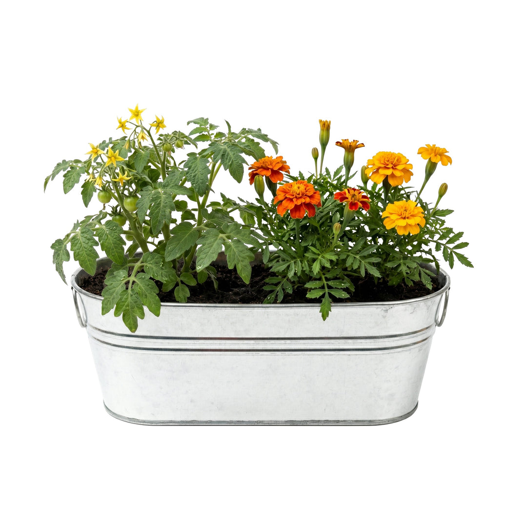 Tomato and marigold growing together in a Buzzy windowsill planter